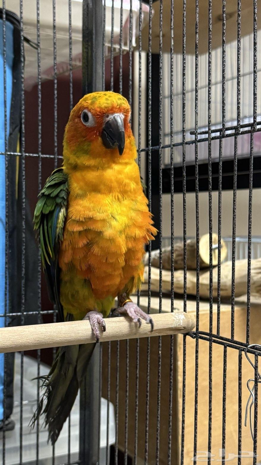 Sun Conure Parrot (Sold Off-Site)64614967027969110