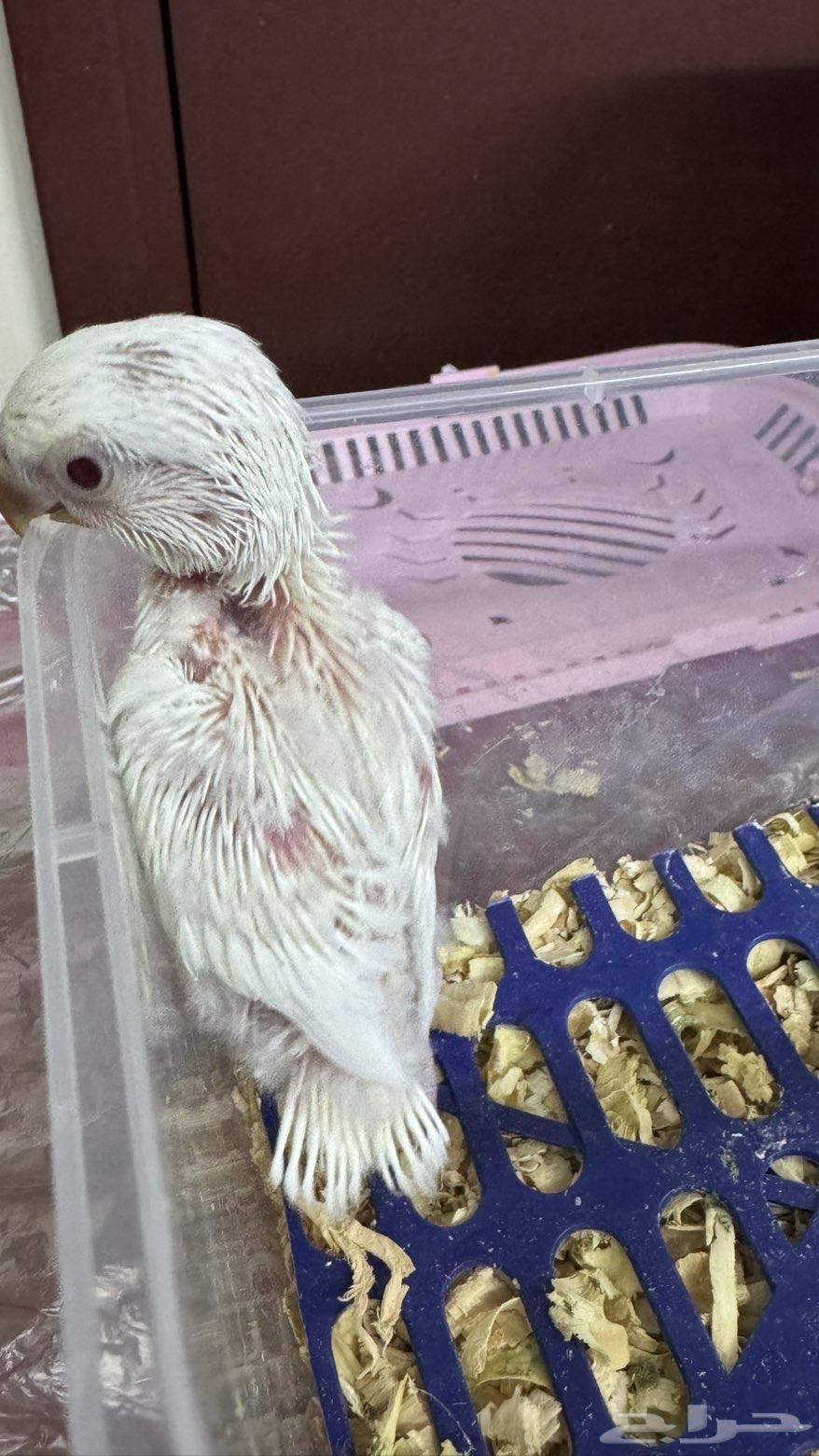 فرخ روز ألبينو تم البيع الله يبارك للمشتري64595107896963114