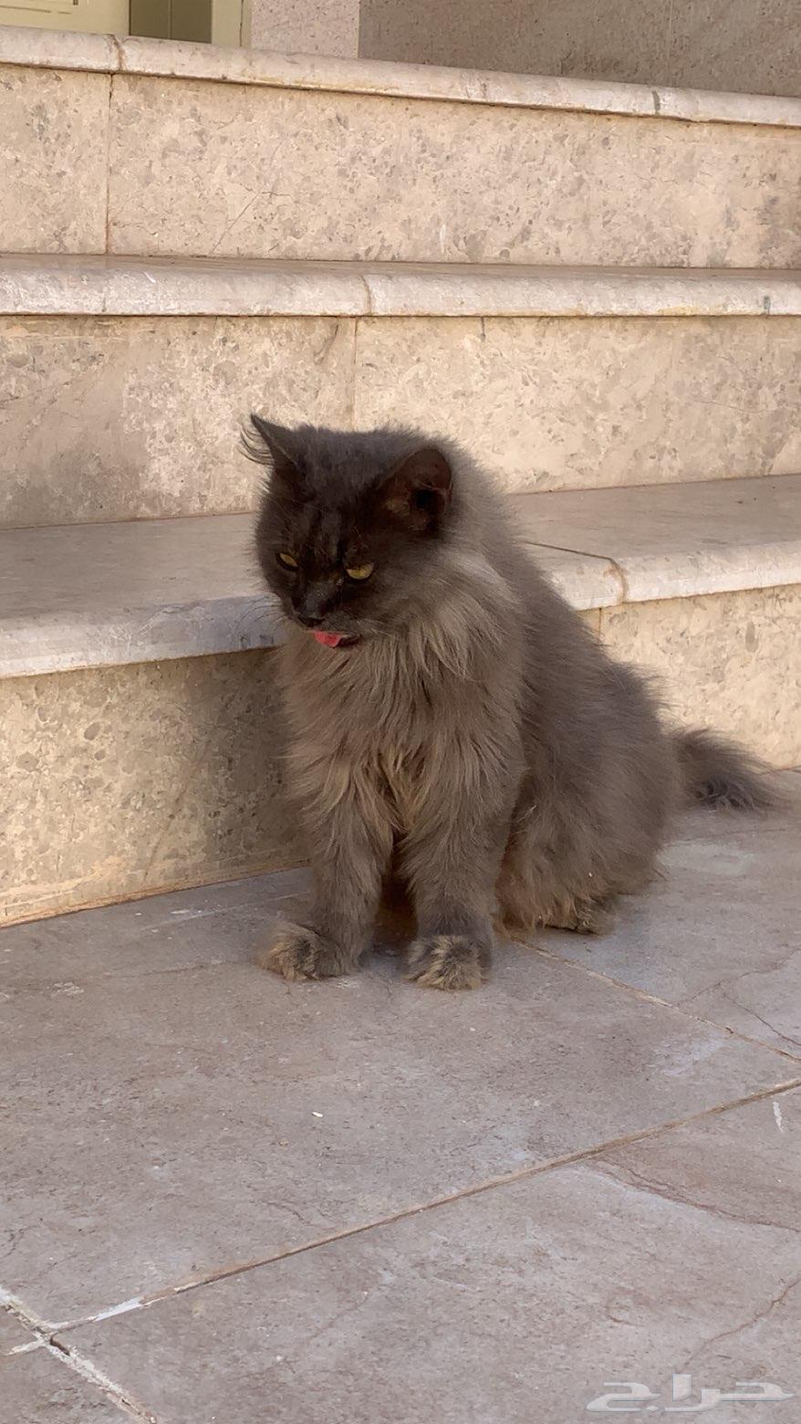 Shirazi Cat Available for Adoption64606262703363111