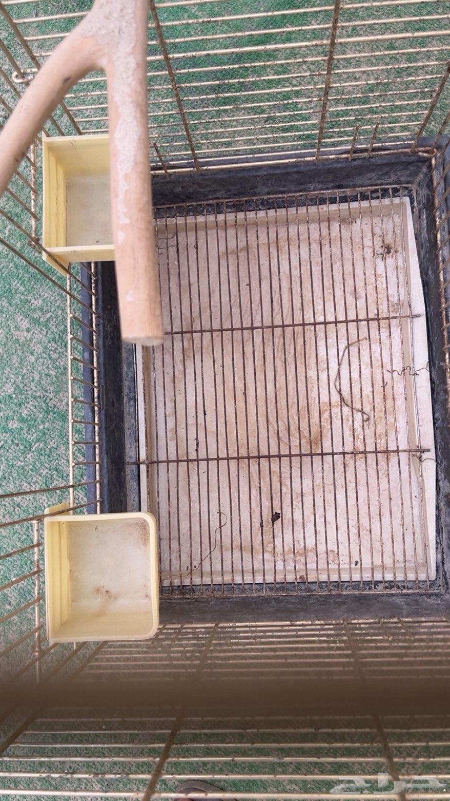 Parrot Bird Cage64610367566851111