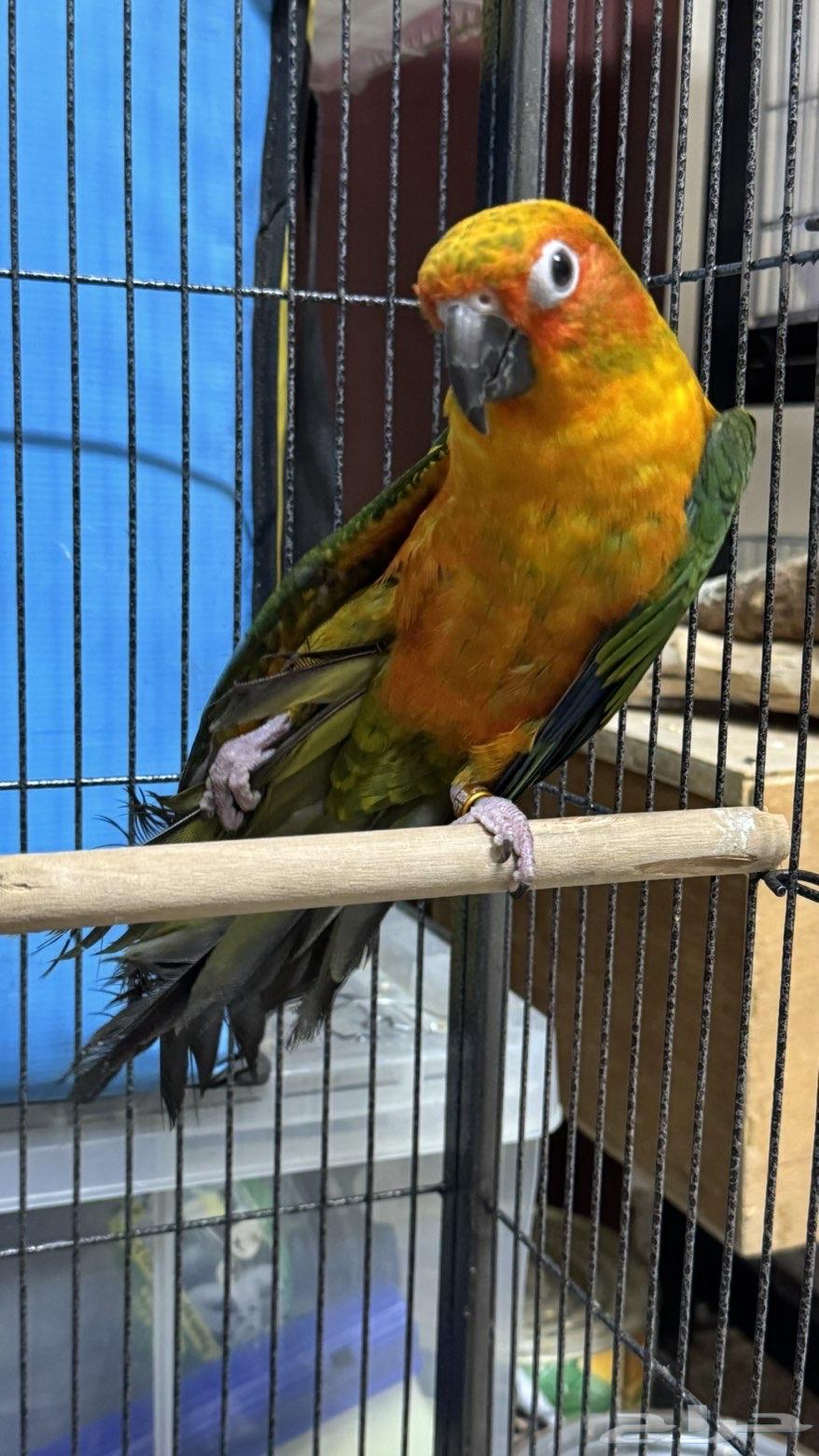 Sun Conure Parrot (Sold Off-Site)64614967027969111