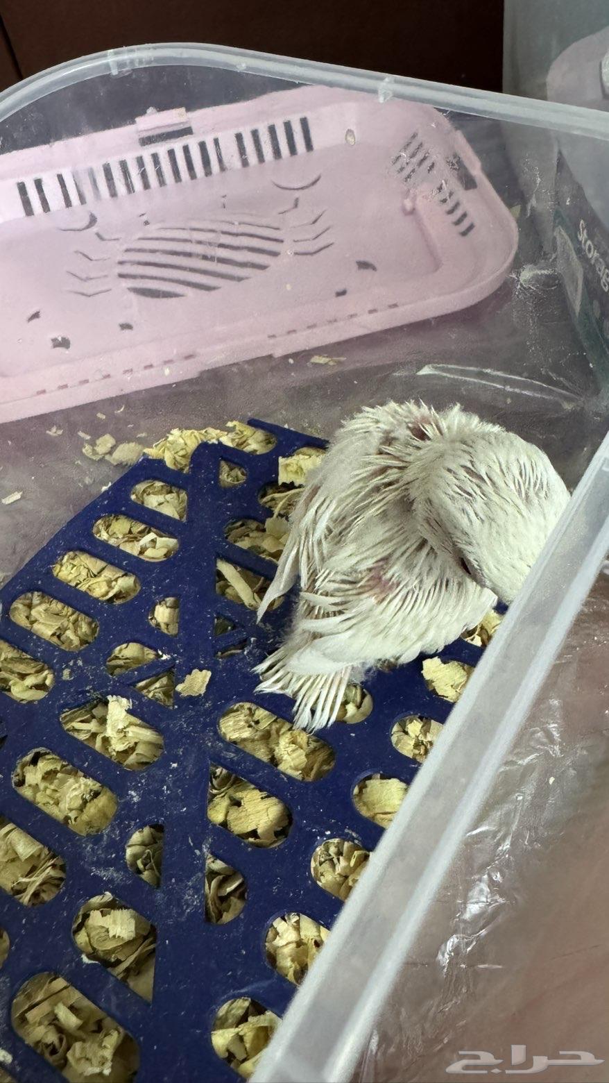 فرخ روز ألبينو تم البيع الله يبارك للمشتري64595107896963112