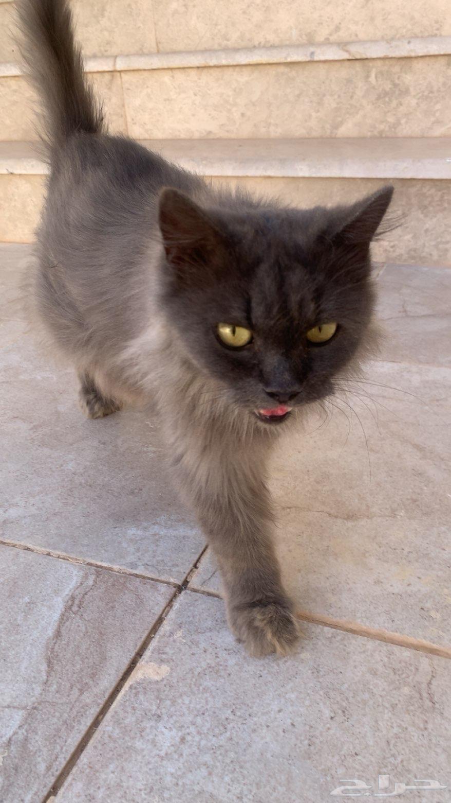 Shirazi Cat Available for Adoption64606262703363110