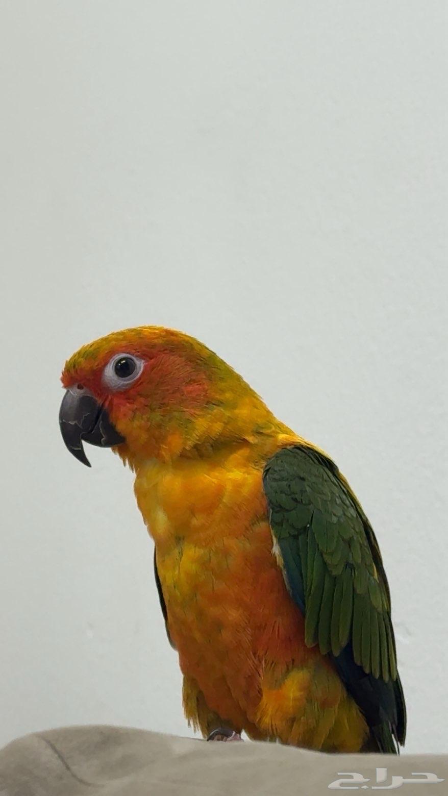 Sun Conure Parrot (Sold Off-Site)64614967027969112