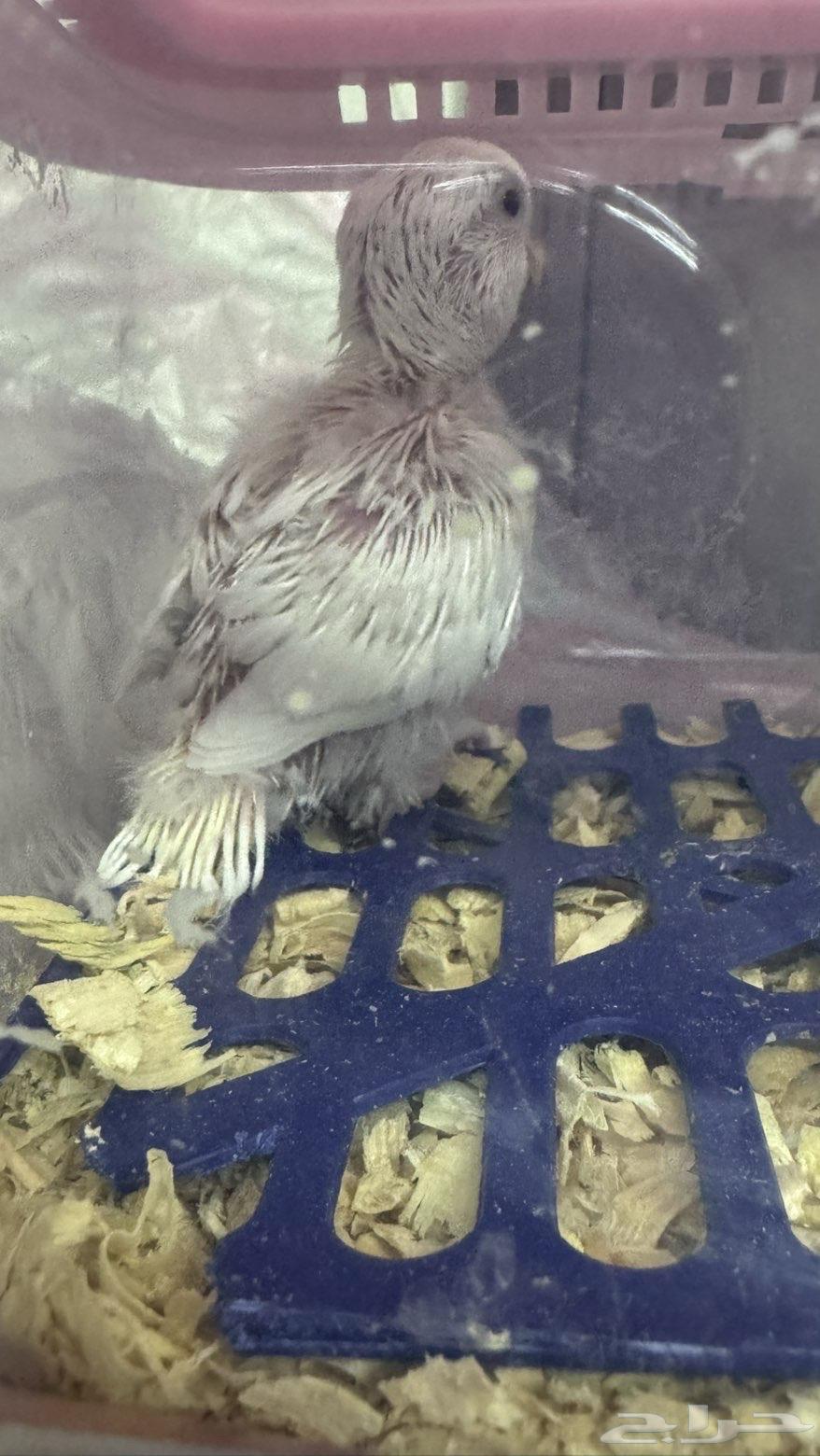 فرخ روز ألبينو تم البيع الله يبارك للمشتري64595107896963113