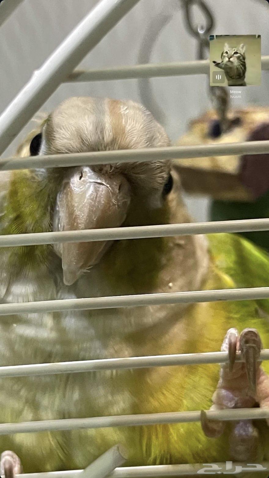 للبيع كنيور64615769516033110