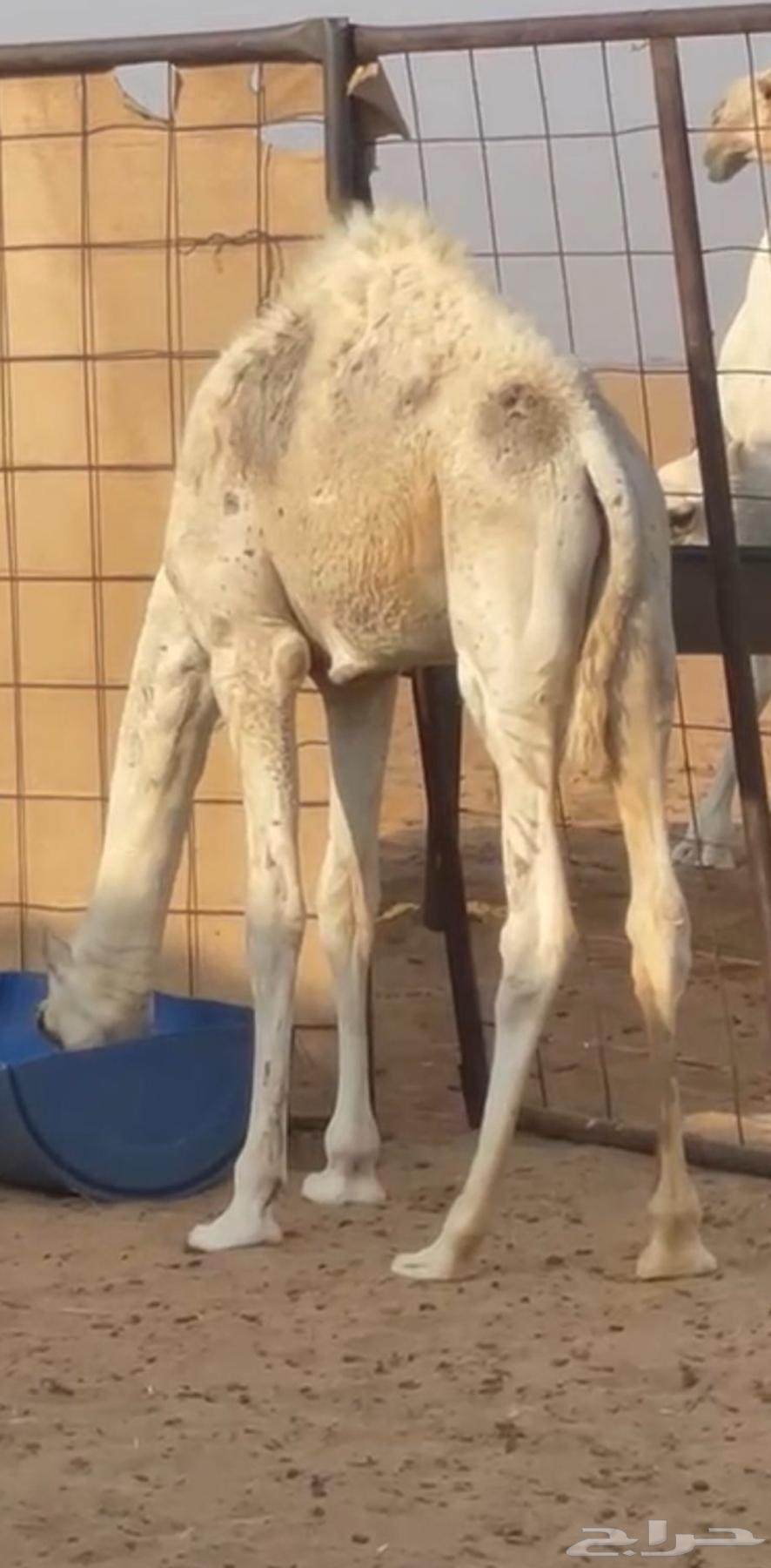 قعود للبيع الموقع وادي الدواسر64612847190531112