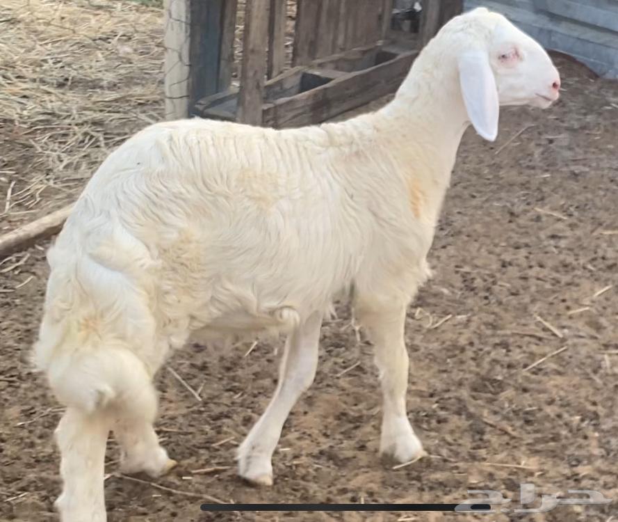 خروف حري للبيع64612530561026110
