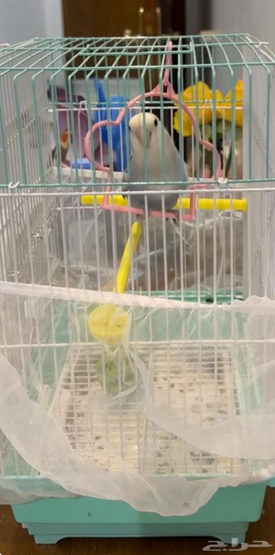 ببغاء روز64613557523715110