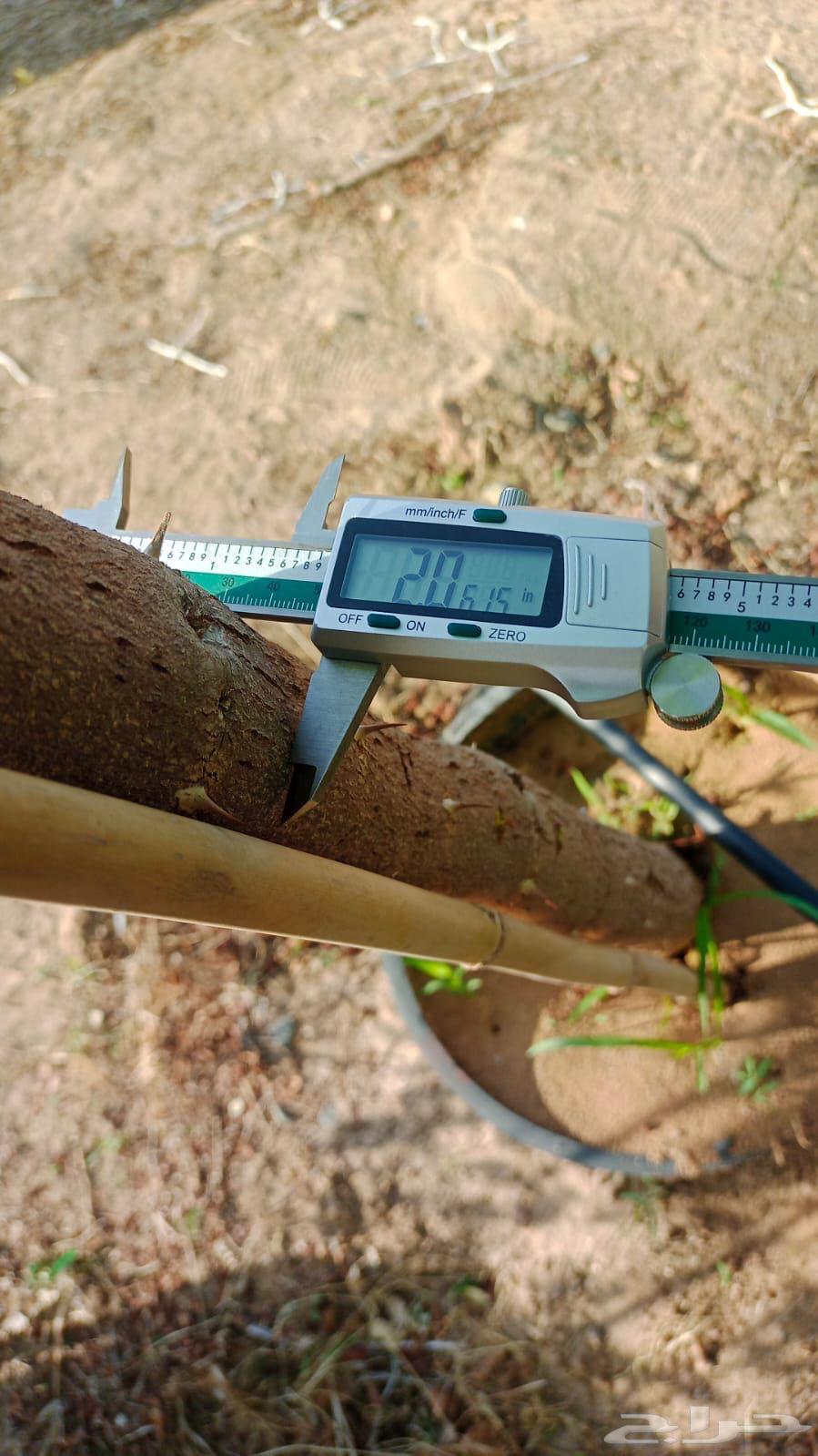 اشجار سدر بلدي 2 بوصة64610033416193111