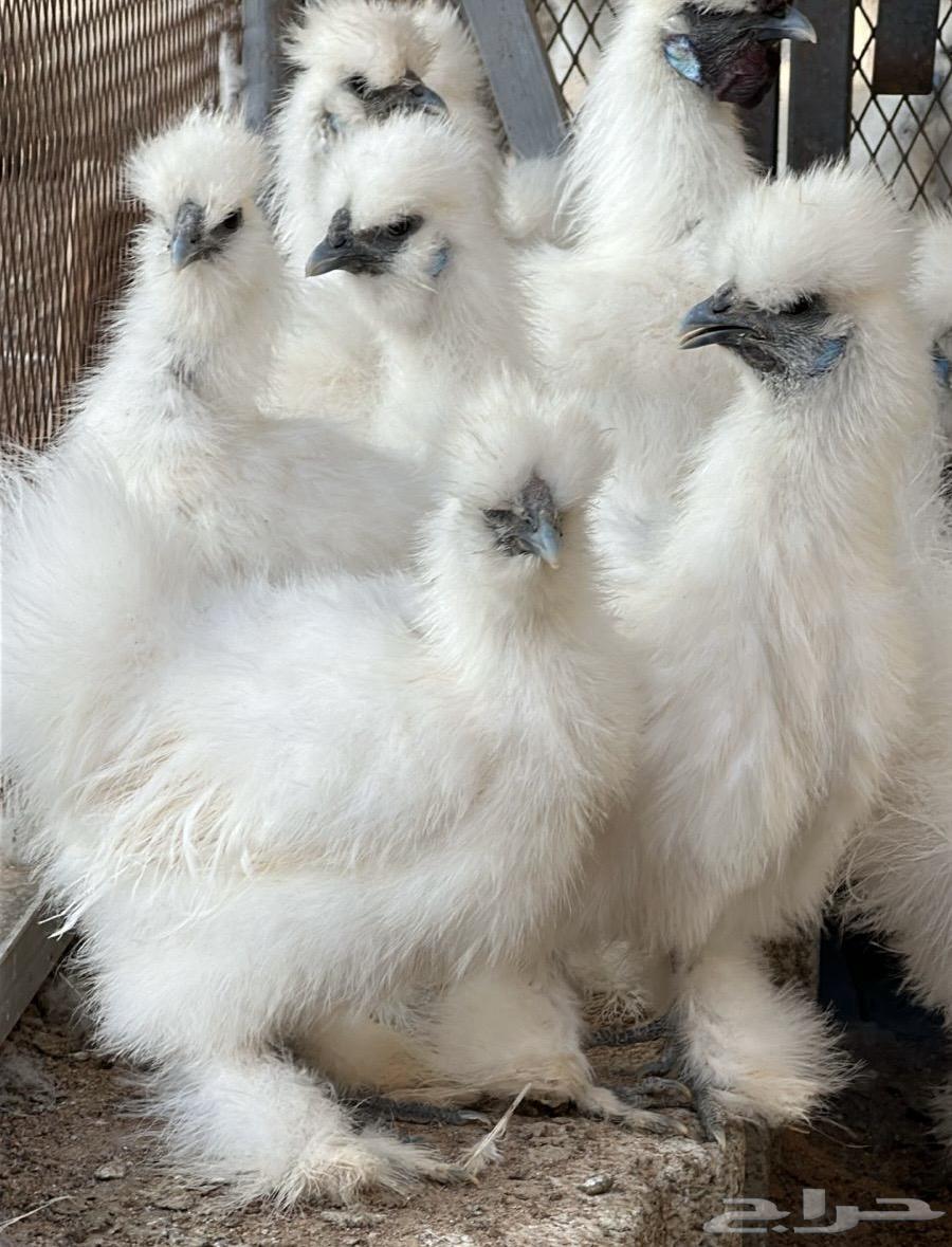 دجاج سلكي ( قطني ) توووب64614459608449110