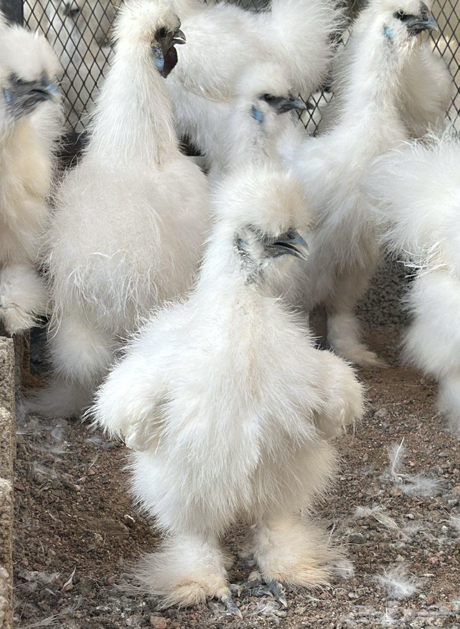 دجاج سلكي ( قطني ) توووب64614459608449111