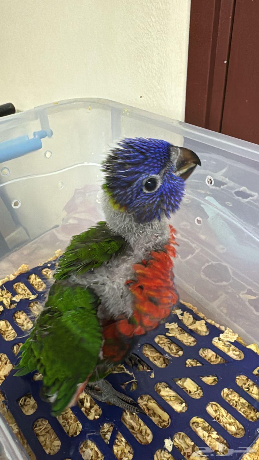 Baby Lory Red Collared ( Sold, May God bless the buyer )64580730989955111