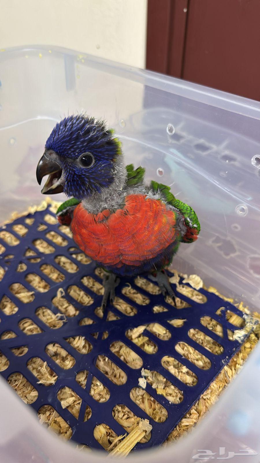 Baby Lory Red Collared ( Sold, May God bless the buyer )64580730989955112