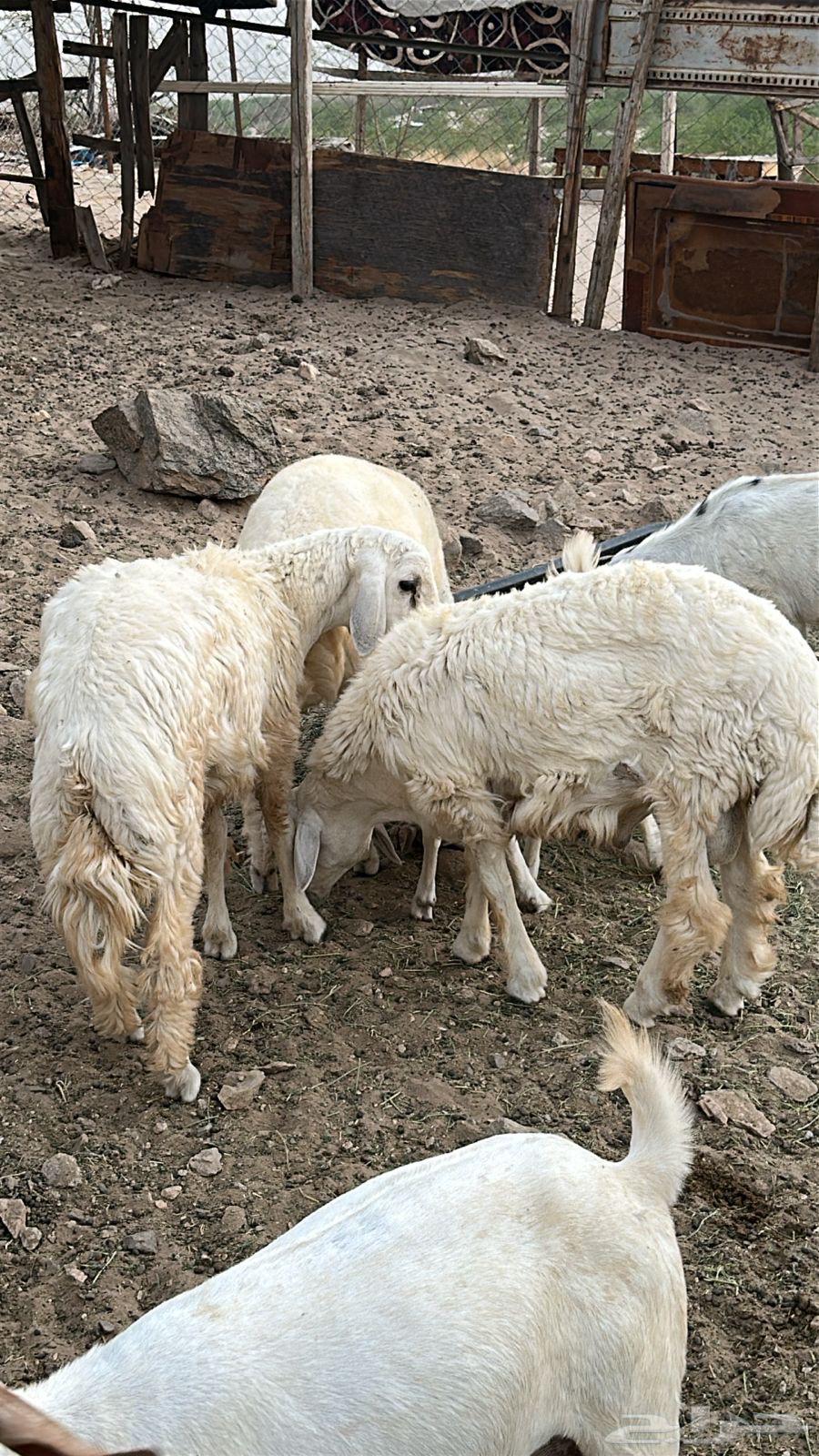 طليان حريه للبيع64612711363201110