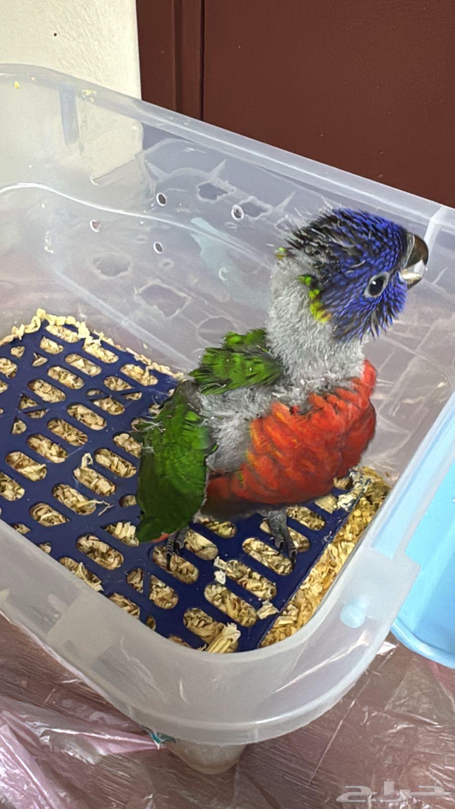 Baby Lory Red Collared ( Sold, May God bless the buyer )64580730989955113