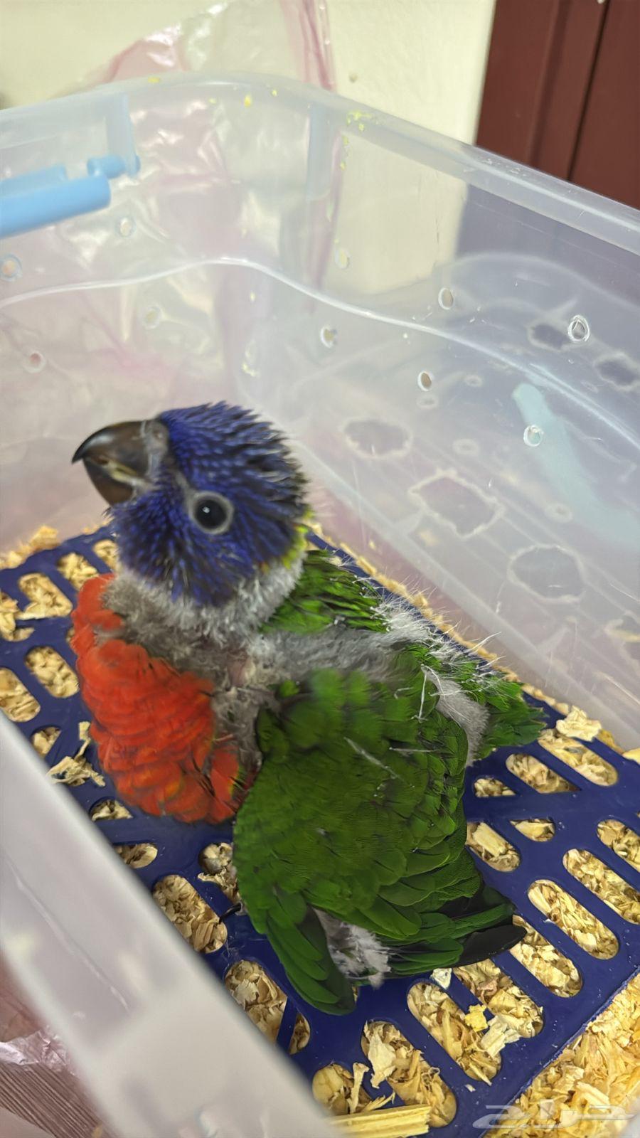 Baby Lory Red Collared ( Sold, May God bless the buyer )64580730989955110