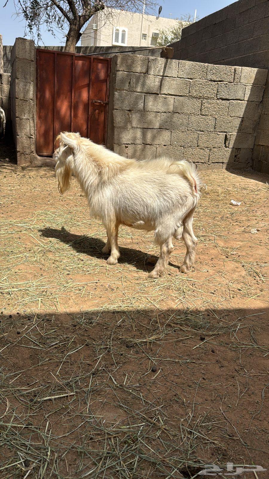 تيس قزم عمره سنه وشوي64613642909571110