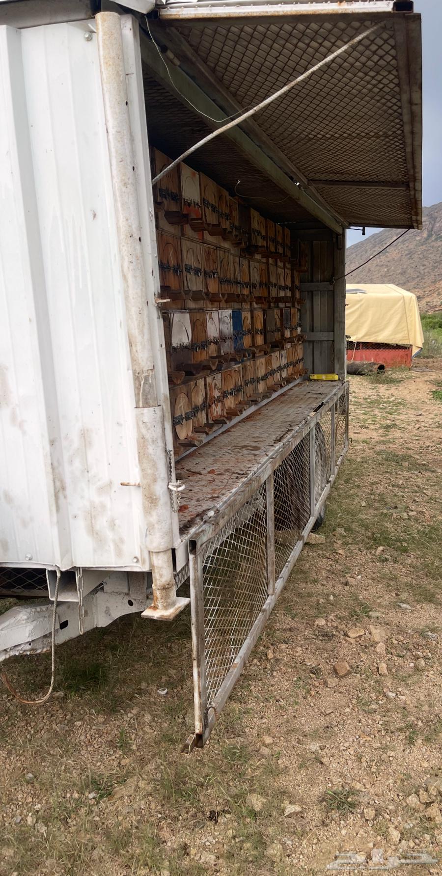 عسل جبلي صافي جديد من منحلي شخصيا64608631596929113