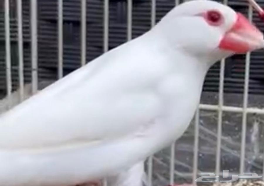 انثى جاوا البينو عيون جمر64610293488770110