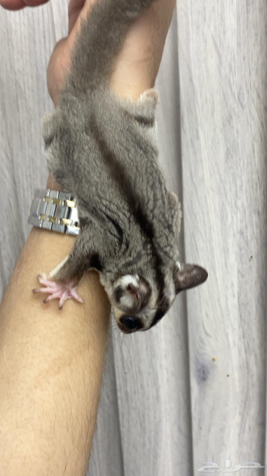 سنجاب الطاير للبيع أليف العمر ثلاثه شهور السعر 50064615645679491111