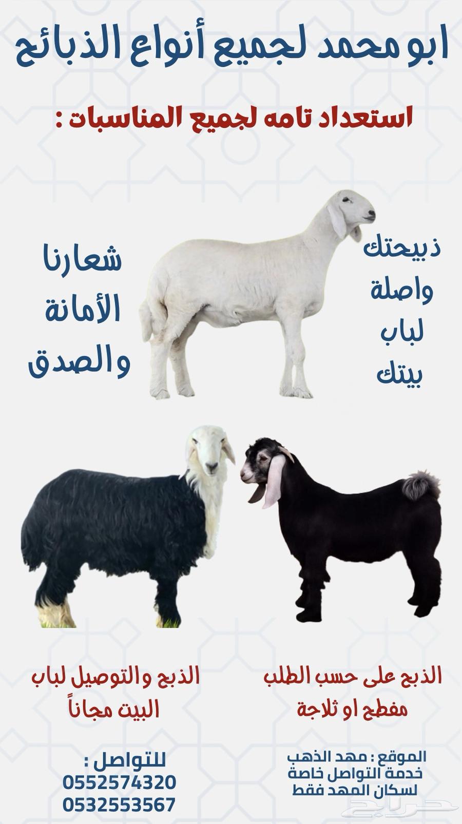Sheep for Sale: Ready-to-Process, Custom-Slaughtered64608618888193110