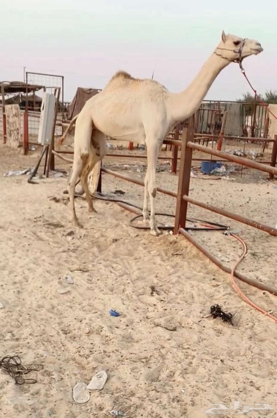 للبيع لقيه ضغط شكل وسلاله64613068158977110