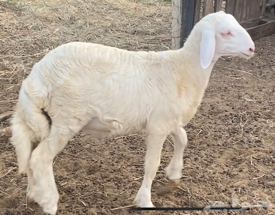 خروف حري للبيع64612530561026113