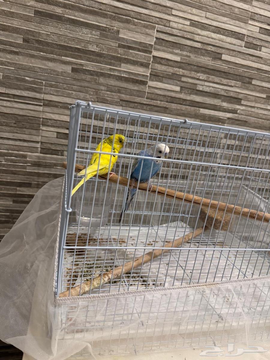 بيع زوج بادجي منتج مع القفص  كيس من الاكل حقهم64609023878657111