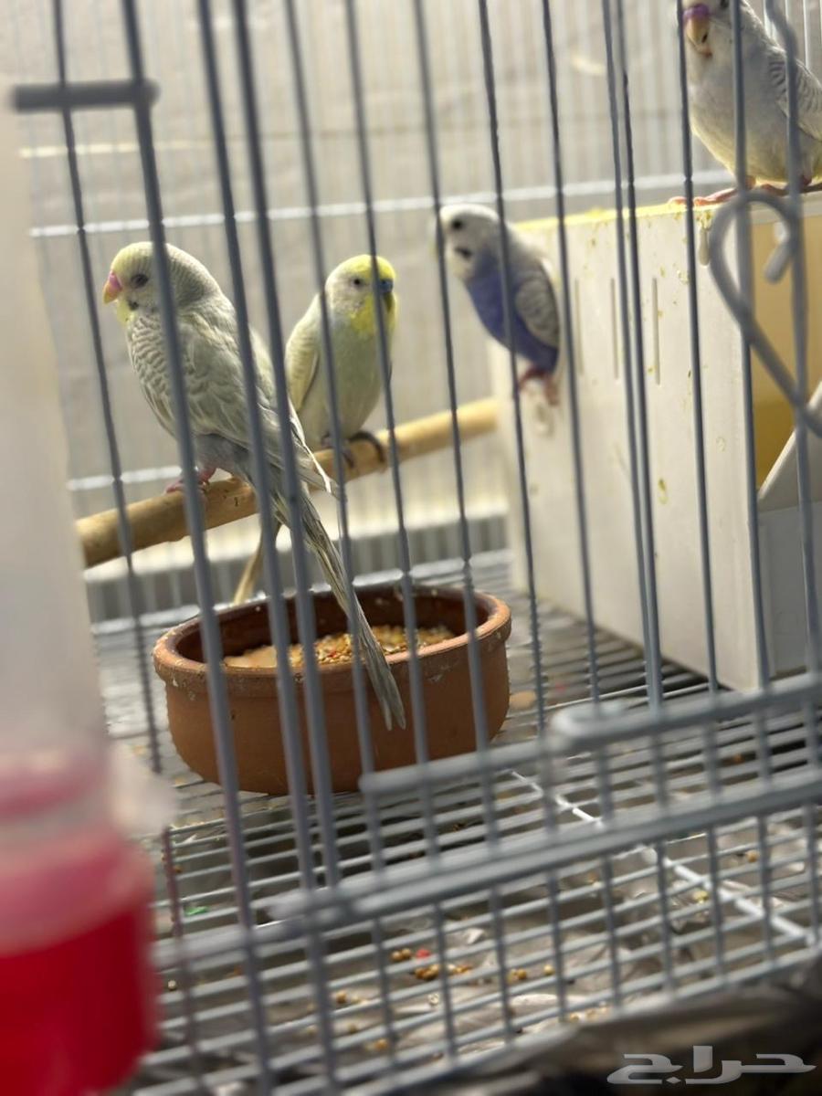 للبيع 4 عصافير مع القفص والأكل64607010810113114