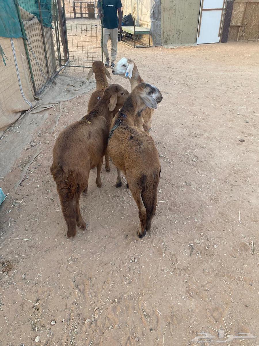 للبيع سواكن حمري طيبه ( تم البيع )64613581735298110