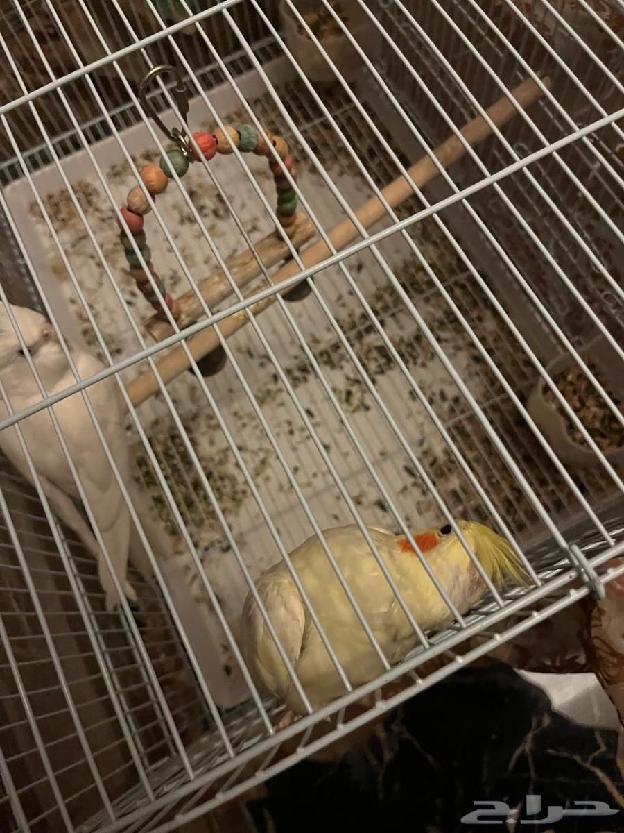 Cranes64607233898754111