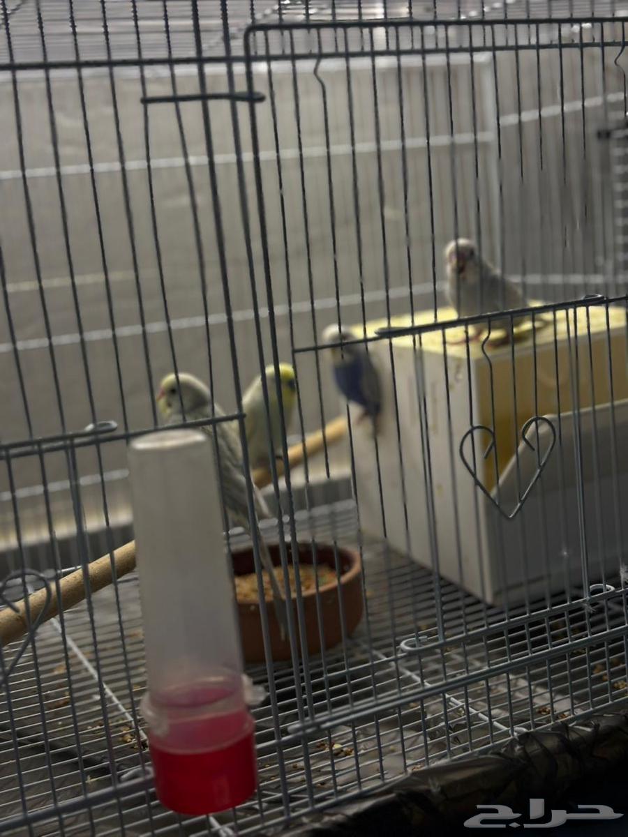 للبيع 4 عصافير مع القفص والأكل64607010810113110