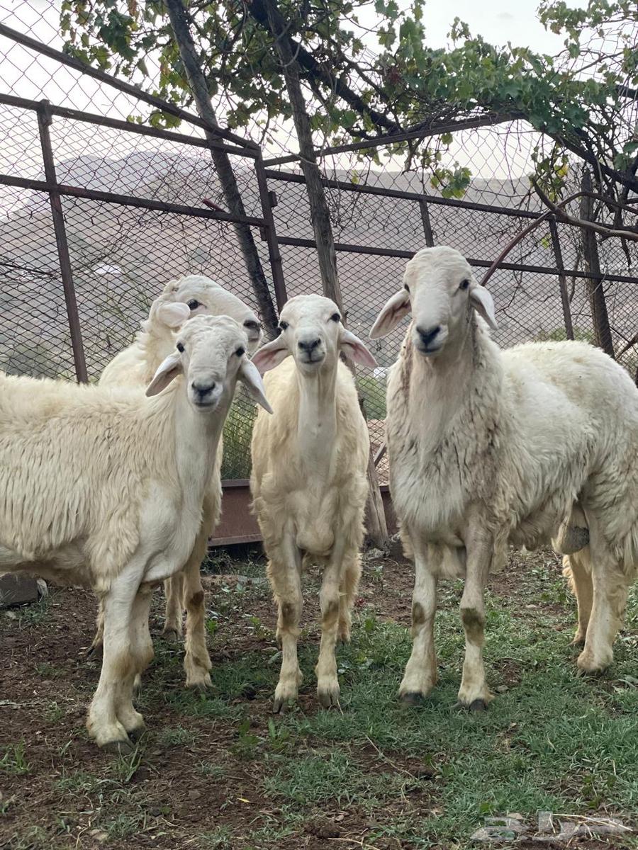 طليان للبيع64615374555137113