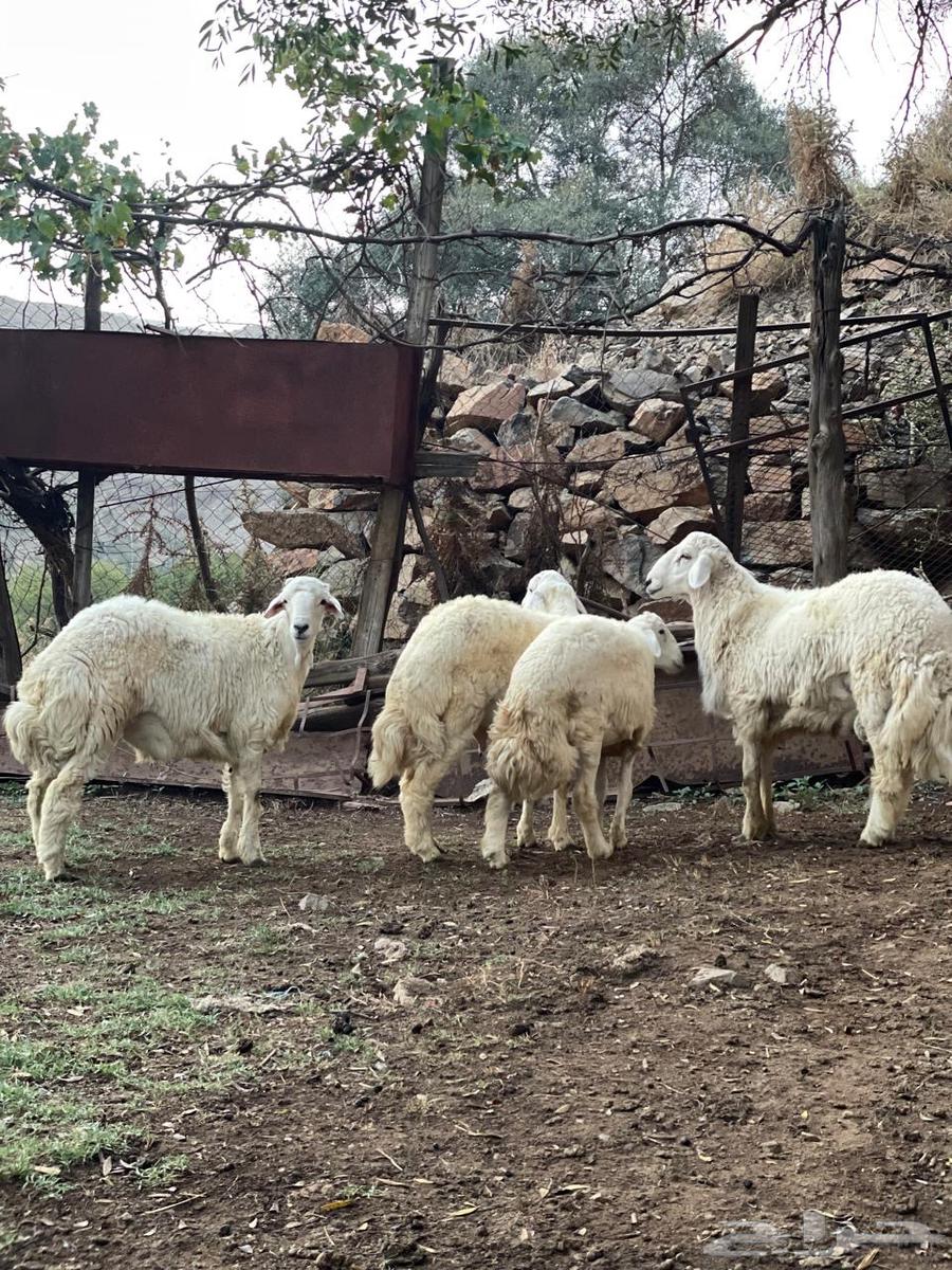 طليان للبيع64615374555137110