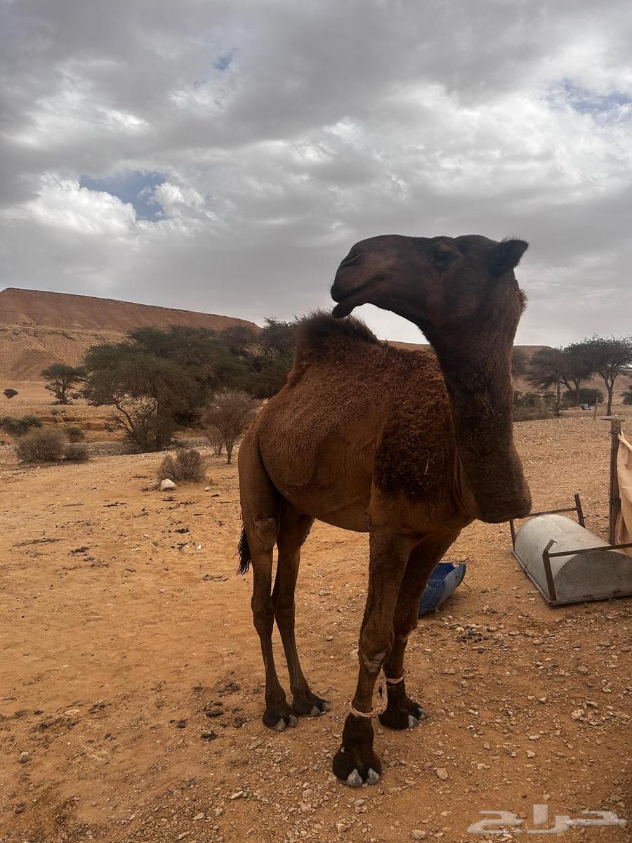 قعود للبيع اصفر دبياني علم بعير العذل وانتاجه بكره صفراء في64614397435651110