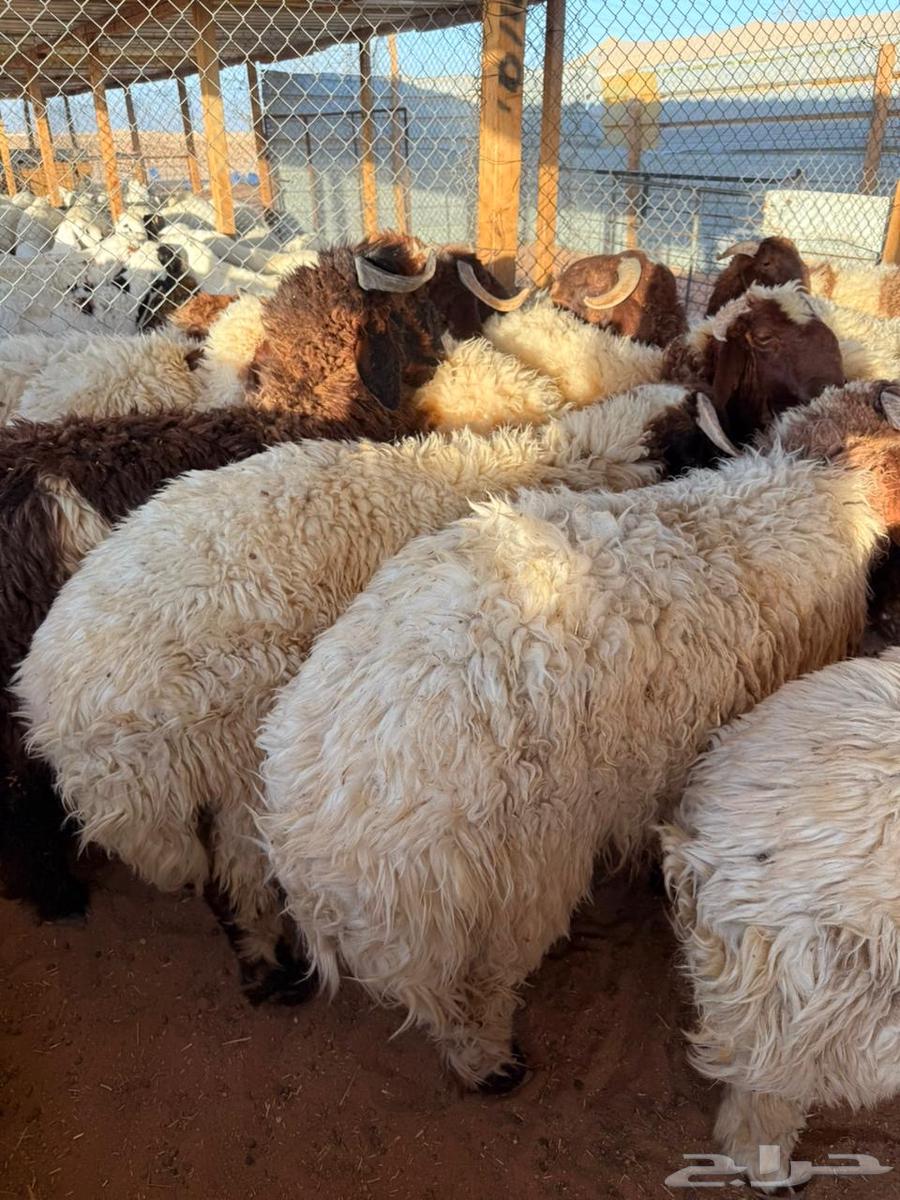 ذبايح نعيمي حري ذبائح سواكني ذبح وتوصيل64608631622019111