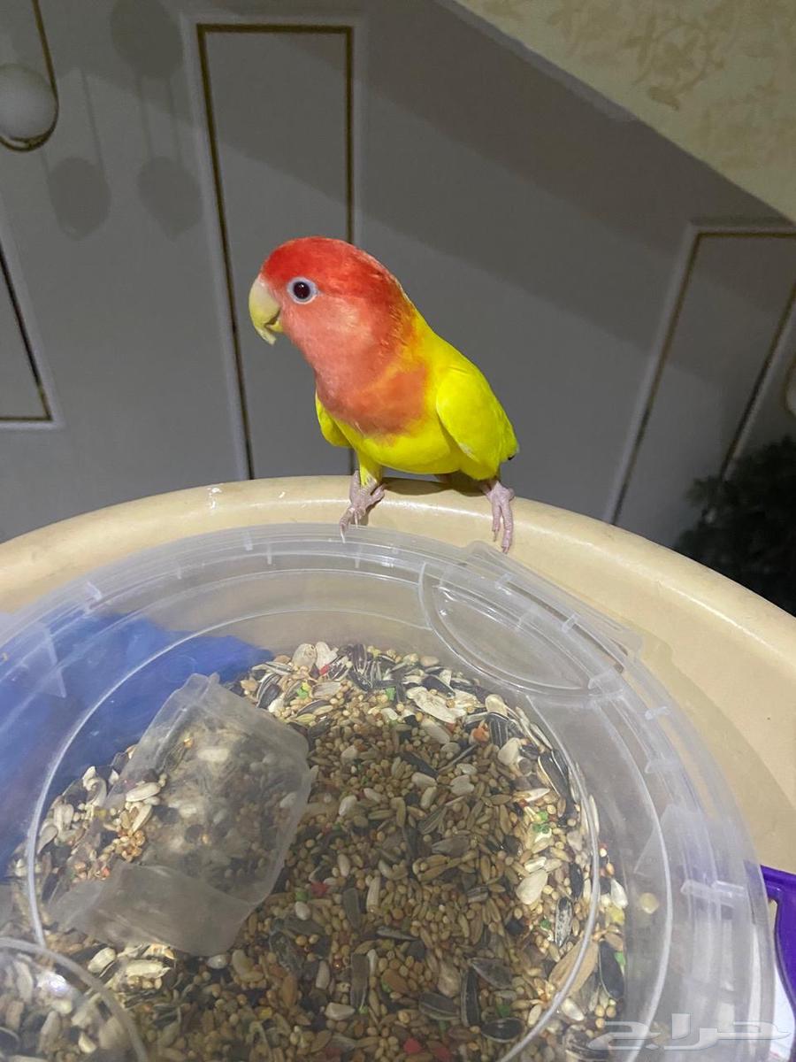 Rose Bird64606048911106110