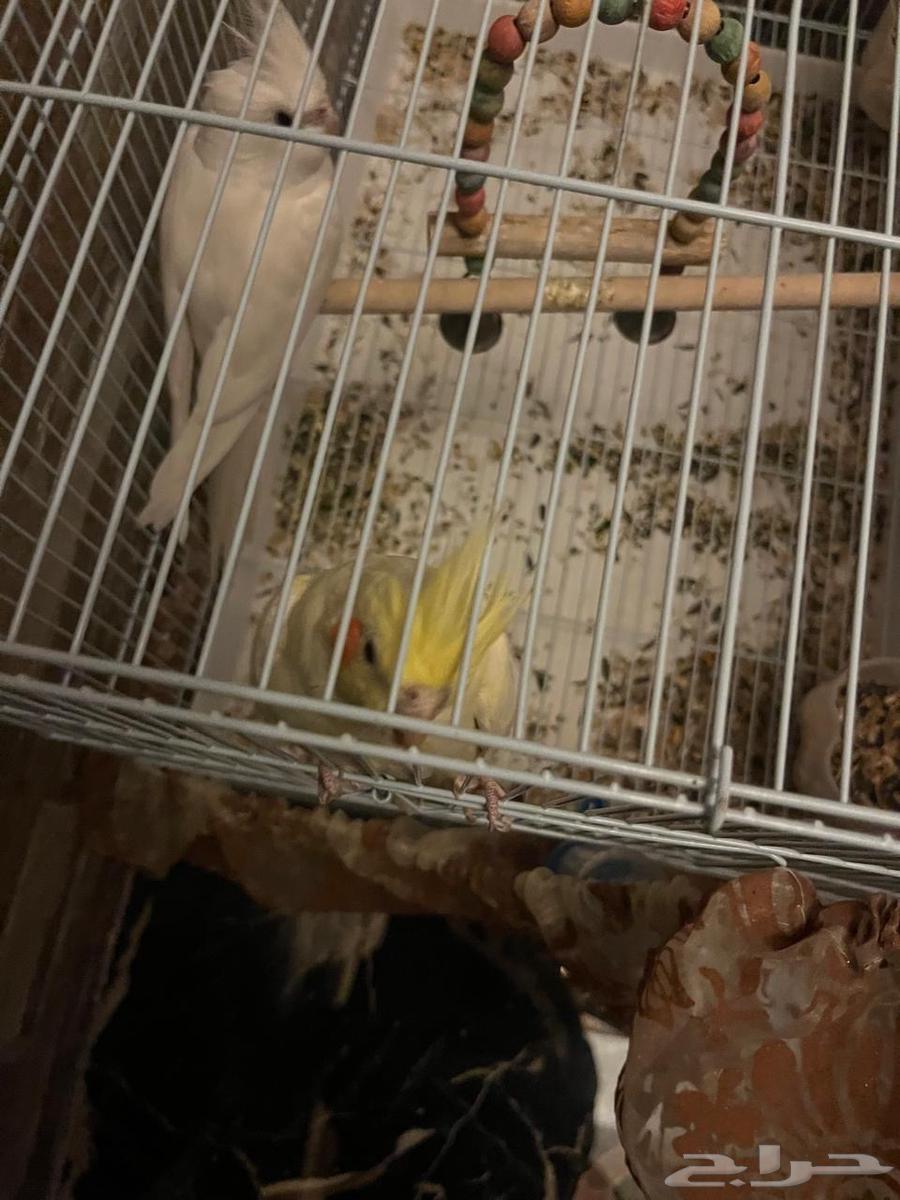 Cranes64607233898754110