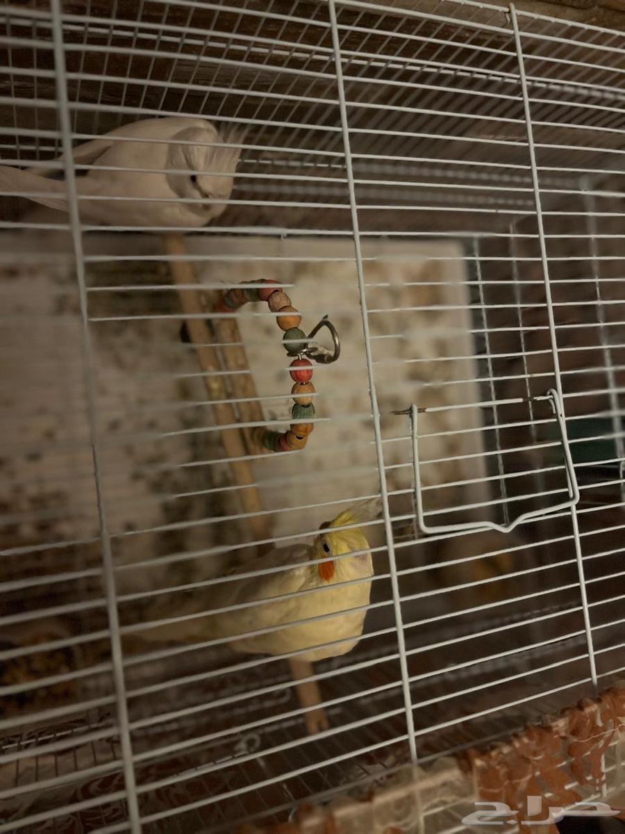 Cranes64607233898754113