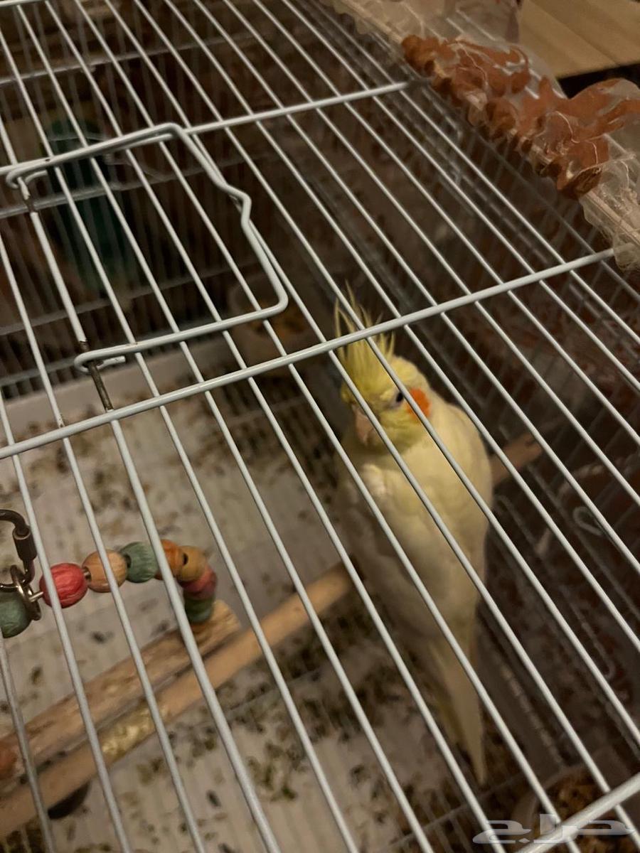 Cranes64607233898754114