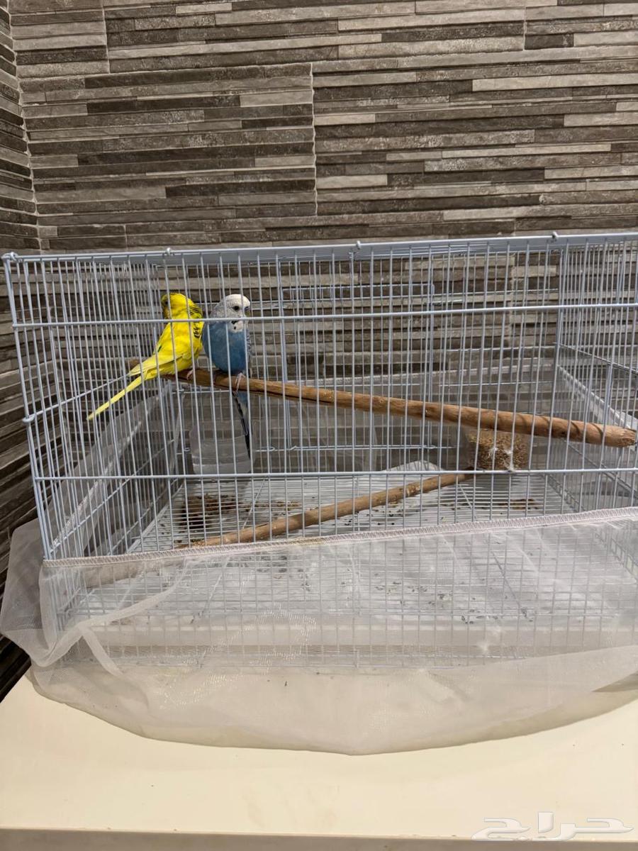 بيع زوج بادجي منتج مع القفص  كيس من الاكل حقهم64609023878657112