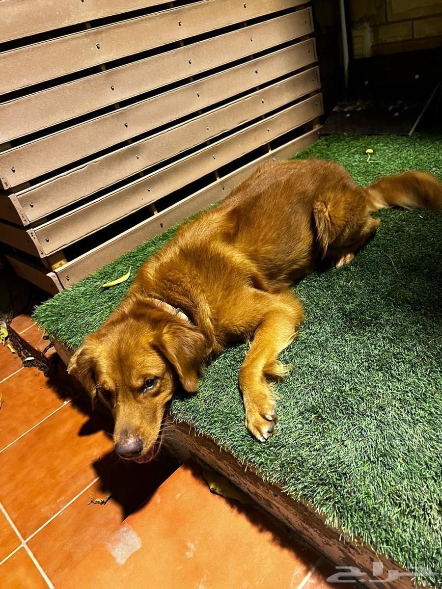 dvd وكلب للبيع64606262534274113