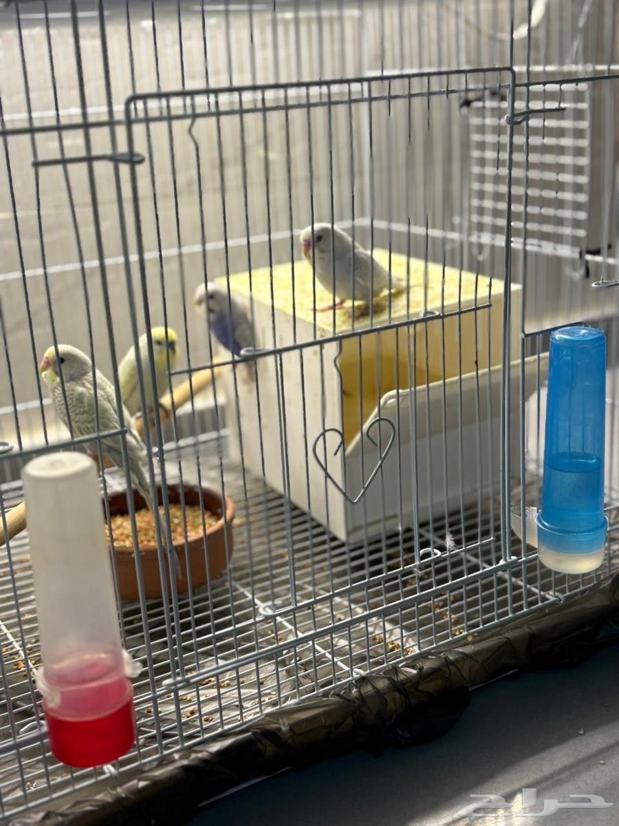 للبيع 4 عصافير مع القفص والأكل64607010810113112