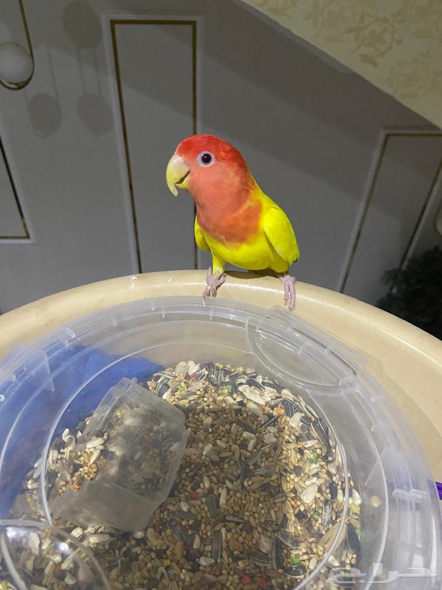 Rose Bird64606048911106111