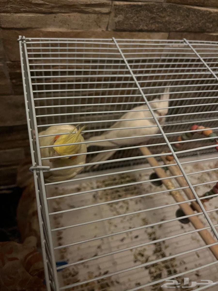 Cranes64607233898754112