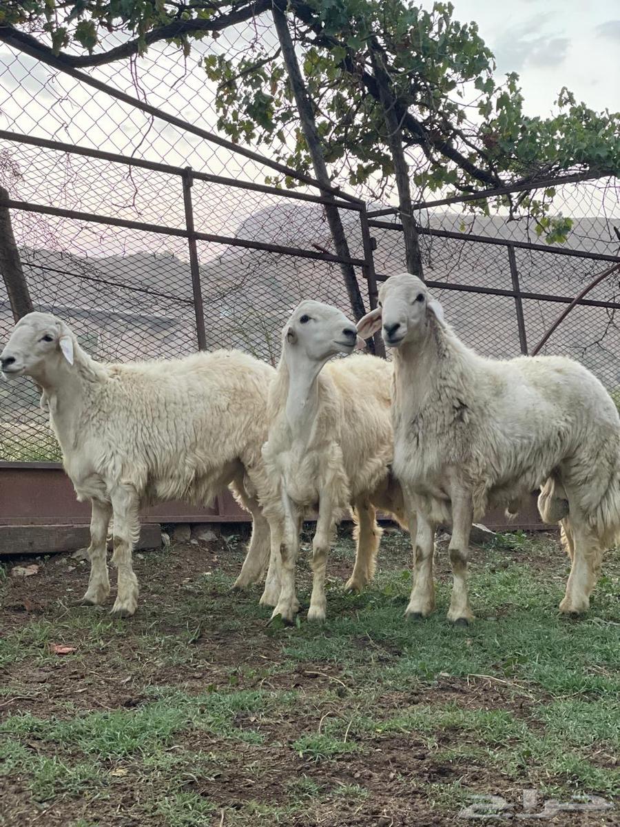 طليان للبيع64615374555137112