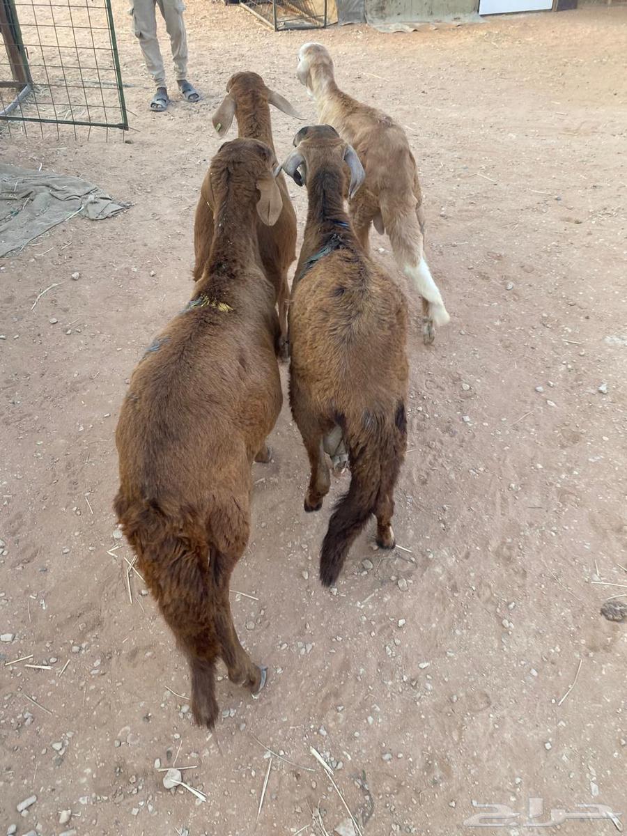 للبيع سواكن حمري طيبه ( تم البيع )64613581735298111