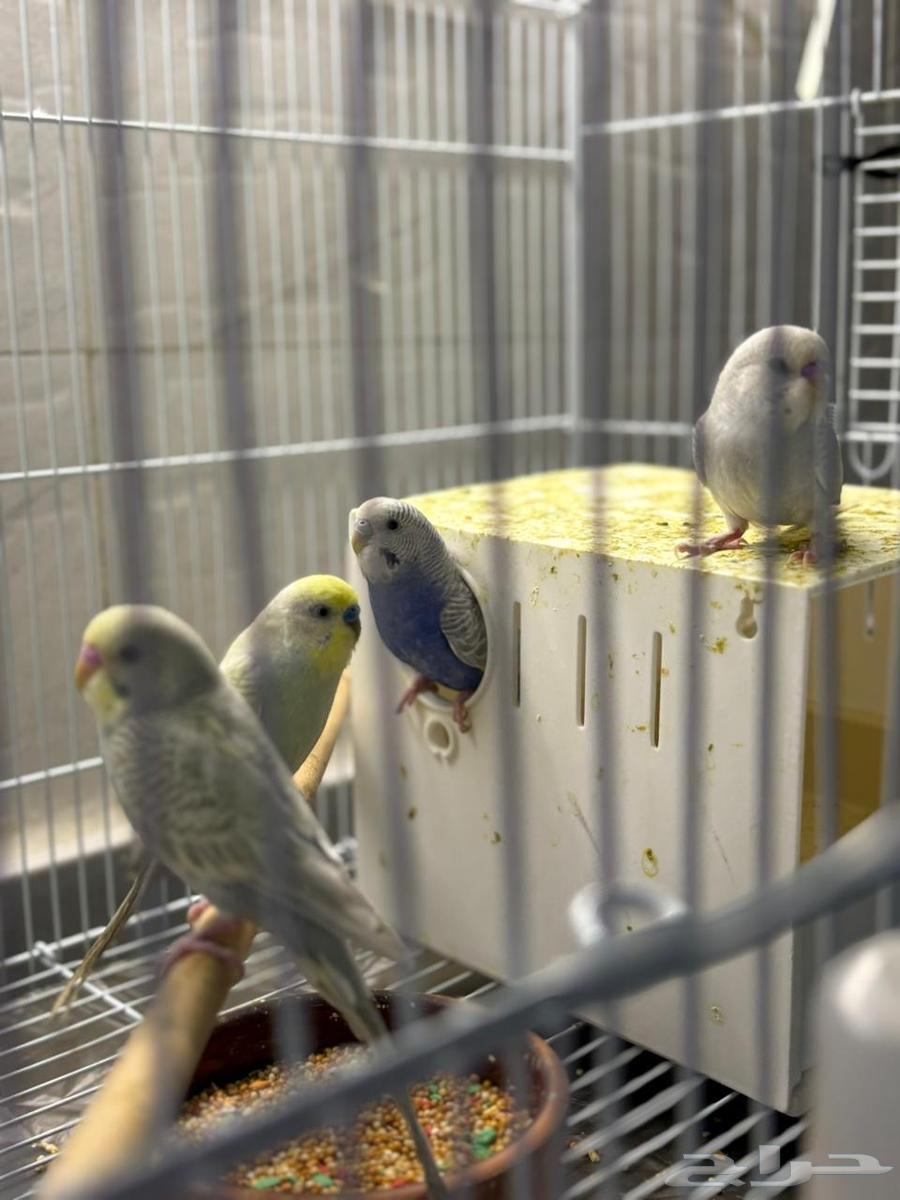 للبيع 4 عصافير مع القفص والأكل64607010810113113