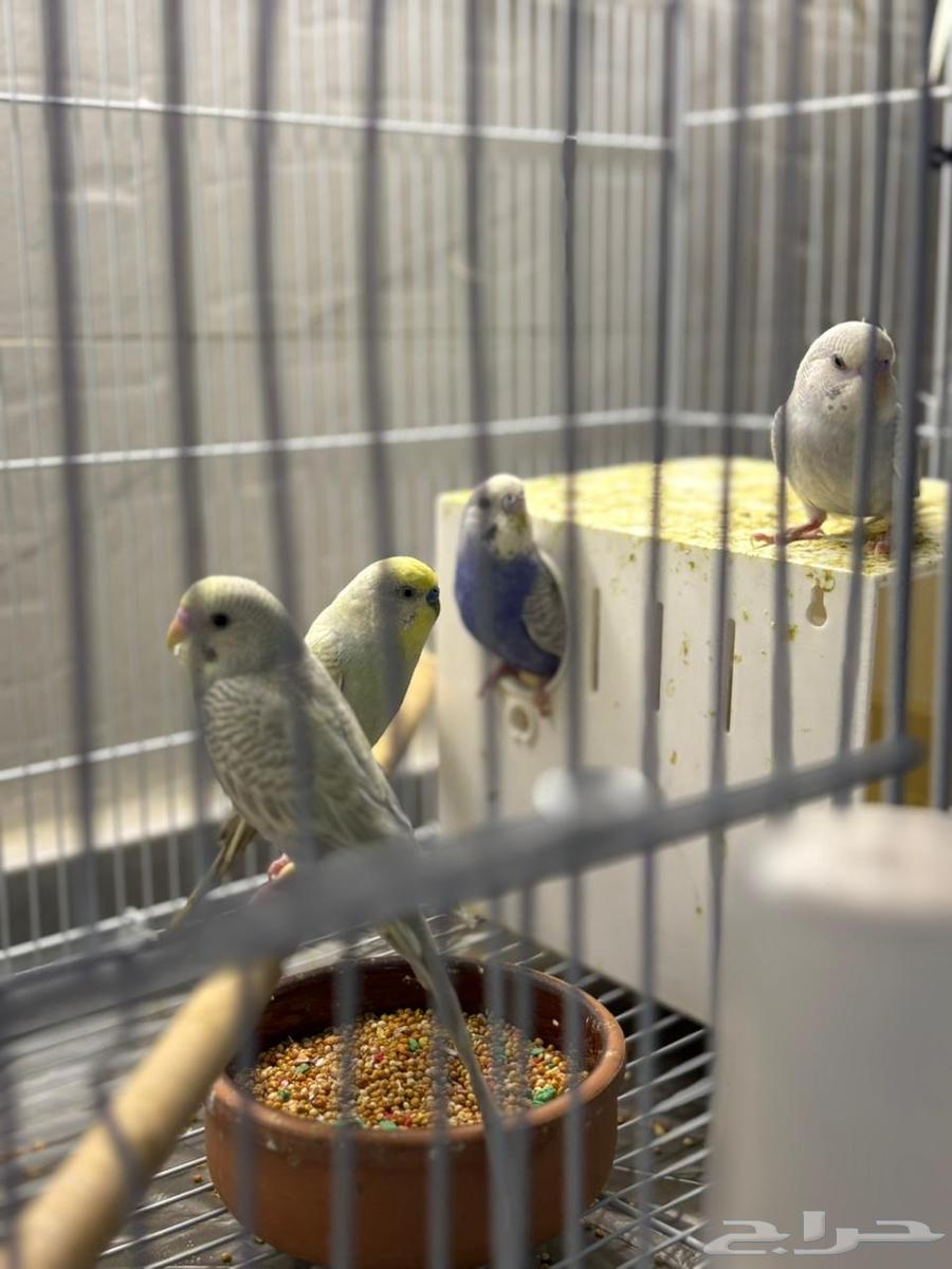 للبيع 4 عصافير مع القفص والأكل64607010810113111